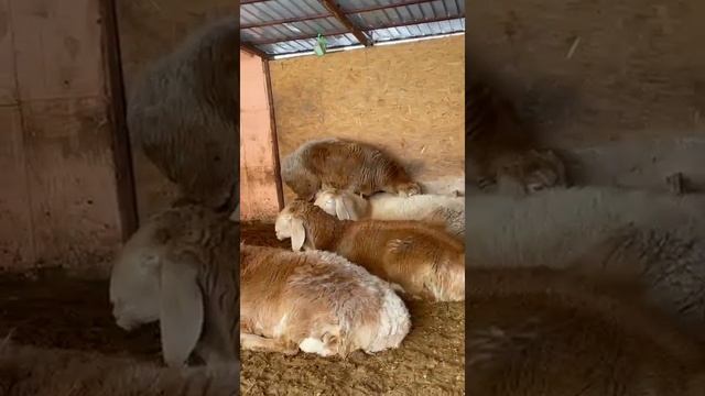 овцематки порода Арашан. Казахстан, Алматы Хозяйство:Таннура✅ смотреть онлайн