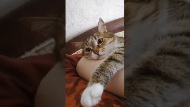 СОБАКА ЛЮБИТ ХЛЕБ ? смотреть онлайн