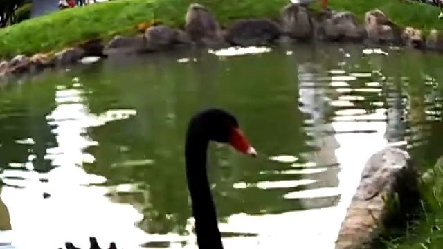 Samsung MV800 Movie Sample (Cloudy, Fish Eye Effect)