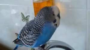 О ЧЁМ ГОВОРЯТ ВОЛНИСТЫЕ ПОПУГАИ