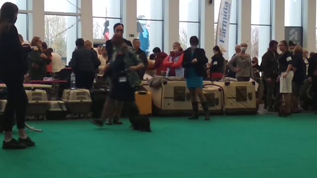 Международная выставка собак - Нижний Новгород, 15.10.2021 смотреть онлайн