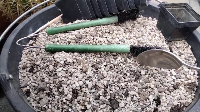 ЭХИНОПСИСЫ.Уход.Полив.Зимовка.Внешний вид.Cacteen. смотреть онлайн