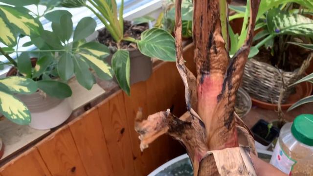 UK Tropical Garden: Re-starting Ensete Maurelii (Red Abyssinian Banana) after Overwintering смотреть онлайн