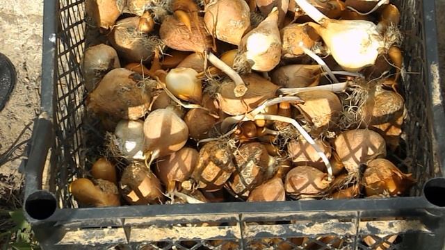 Жизнь тюльпанов после выгонки смотреть онлайн