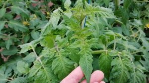 Нехватка калия у томатов!