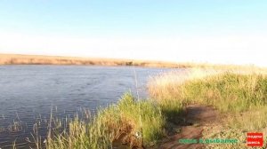 Рыбалка на сазана! Огромные сазаны под занавес рыбалки!!!