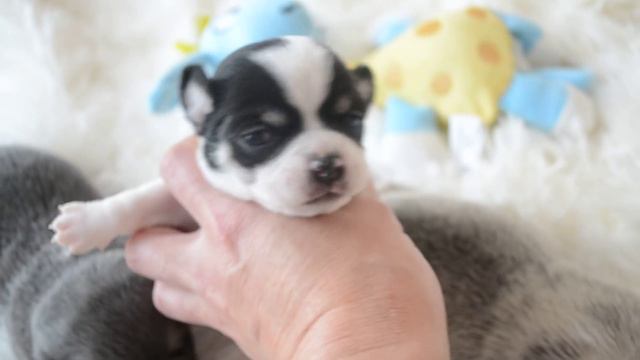 Чихуахуа питомника Шан Сайн смотреть онлайн