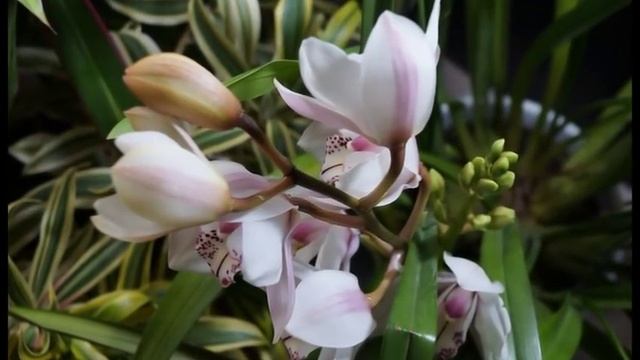 Размещение ОРХИДЕЙ в квартире перед зимним сезоном. смотреть онлайн