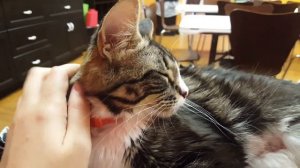 Our First Visit & Meeting Bernadette • Cat Café & Adoption Center - Episode #1