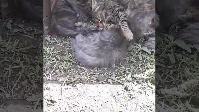 Кошка с котятами породой Нибелунг смотреть онлайн