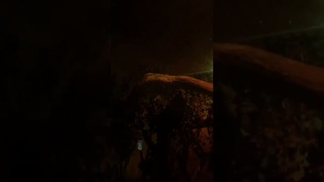 Ночные животные Краковского зоопарка смотреть онлайн