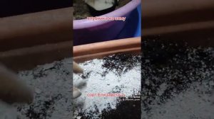 пересадка клубники. ремонтантная клубника. елизавета2. #клубника