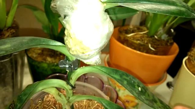 Новые ростики Дендробиума и башмачок Мауди . смотреть онлайн