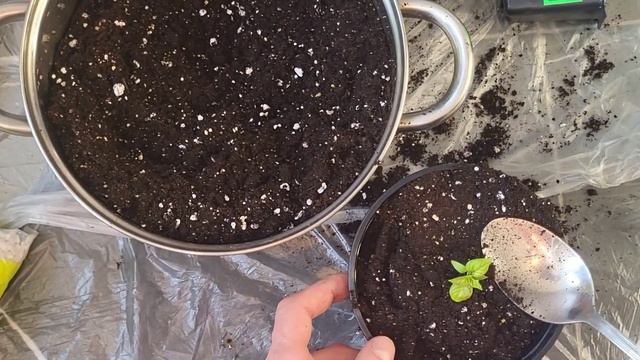 ПЕРЕСАДКА ОСТРЫХ ПЕРЦЕВ КАРОЛИНА РИПЕР В ЛИТРОВЫЕ ГОРШКИ #carolinareaper #skorpion #каролинскийжнец смотреть онлайн