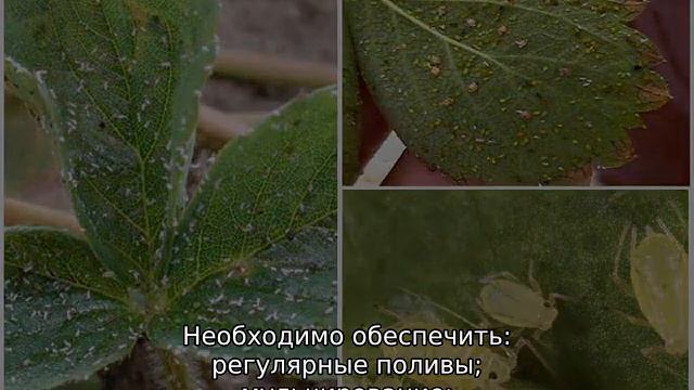 Тля на клубнике — как бороться смотреть онлайн