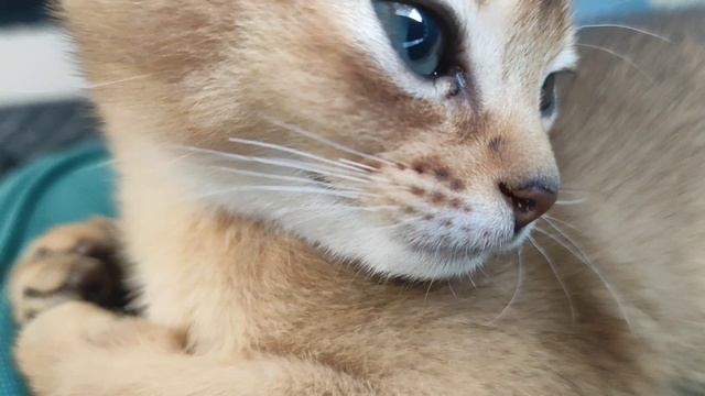 Ириска после сна