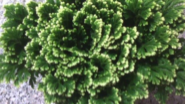 Пересадка Селагинеллы. Какой горшок и субстрат выбрать для растения. смотреть онлайн