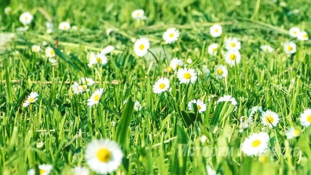 Не предупредив мужа, Инна неожиданно приехала на дачу. А едва войдя в дом… смотреть онлайн