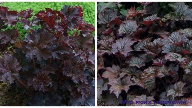 Гейхеры для начинающих.Уход и посадка .Сорта и виды гейхеры.