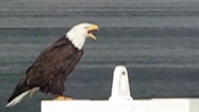 Screaming Bald Eagle смотреть онлайн