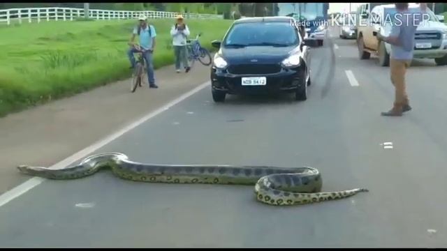 Huge Python in the middle of the road | watch | смотреть онлайн