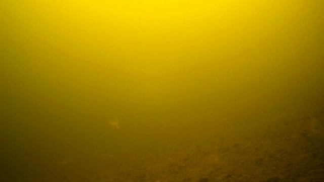 Капризный окунь глухозимья (подводная съемка) смотреть онлайн