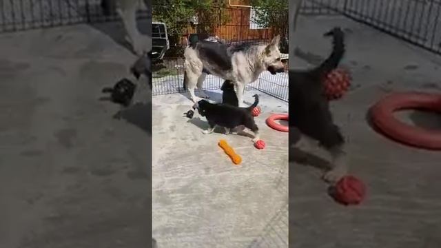 Щенки ВЕО в Ростове! Есть свободные!