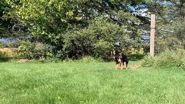 Java 4 months old bite wedge смотреть онлайн