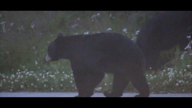 ALASKA B ROLL [Juneau] смотреть онлайн