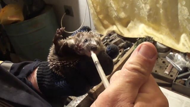 Как покормить маленького ёжика. Часть 1 смотреть онлайн