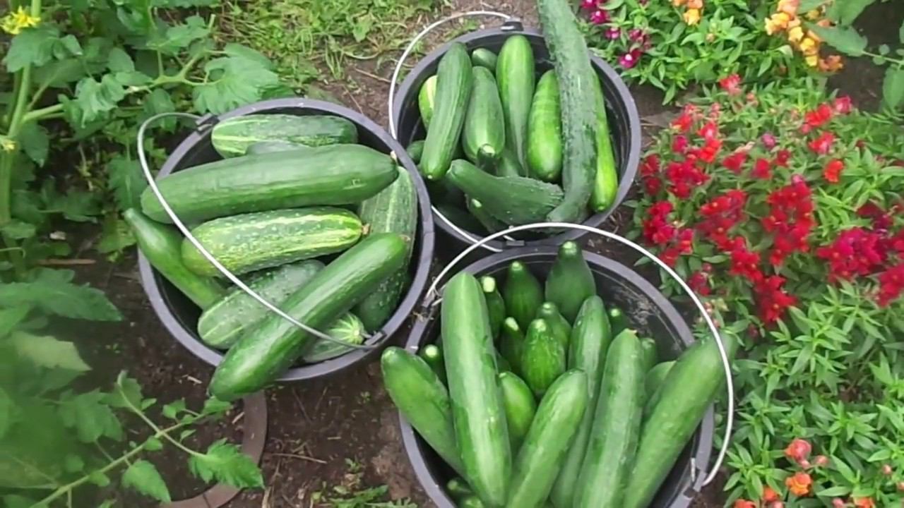 Салат на Зиму из Свежих Огурцов Своего Урожая. Очень Вкусная и Нежная Домашняя Заготовка. смотреть онлайн