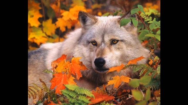 Wolves смотреть онлайн