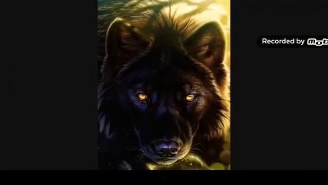 ТОП 10 красивейших изображений волков. смотреть онлайн