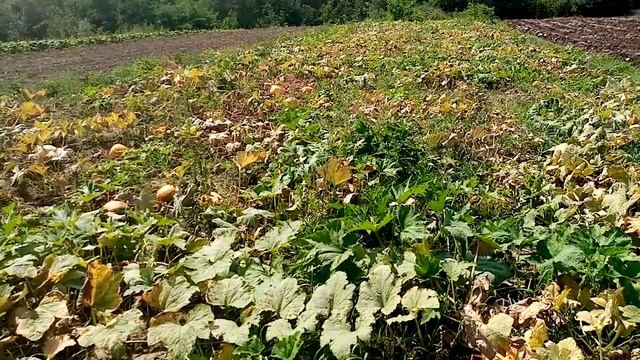 гарбуз 2022рік. смотреть онлайн