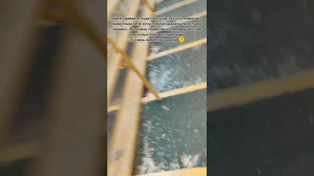 помогайте пожалуйста собакам и кошкам и вообще всем даже людям! Животным смотреть онлайн