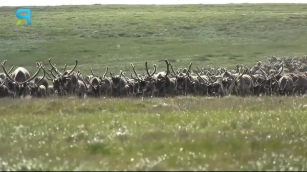 Прямой Эфир Ямал-Медиа