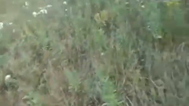 КОШУ СЕНО С УСОВЕРШЕНСТВОВАНЫМ АДАПТЕРОМ. МОТОБЛОК НЕВА! смотреть онлайн