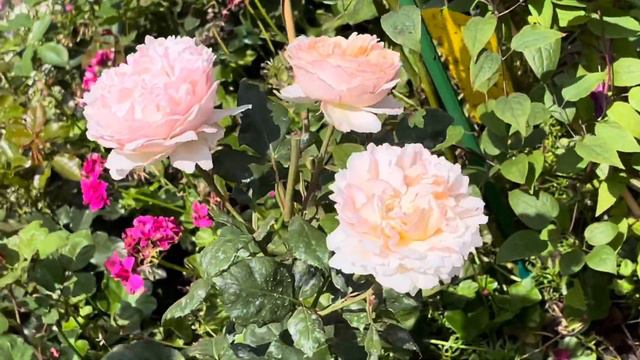 月季品种介绍8: 摩洛哥公主夏琳 (Princesse Charlene de Monaco®) смотреть онлайн
