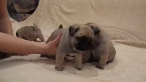 Самые милые щенки. Забавные и смешные щенки лучшая подборка