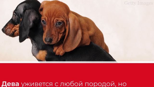 Какая собака подходит вам по гороскопу смотреть онлайн