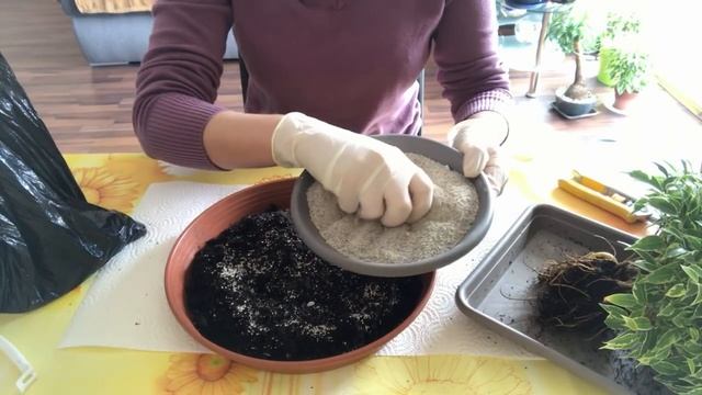 УХОД ЗА БОНСАЙ-ФИКУСАМИ в домашних условиях смотреть онлайн