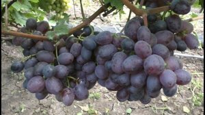 Кишмиш Сказка - это действительно сказка и мечта любого виноградаря