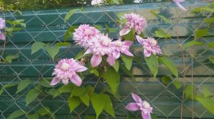 Клематис Regal® 'Josephine (Жозефина)