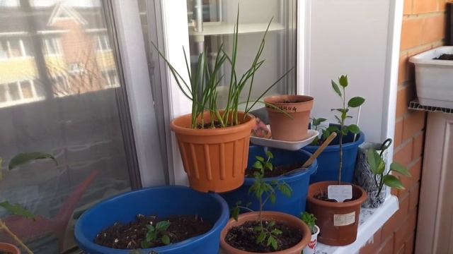 Огород на балконе Личи и яблоня в горшке смотреть онлайн