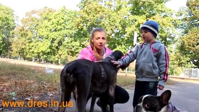 Собака укусила ребенка! Что делать? смотреть онлайн