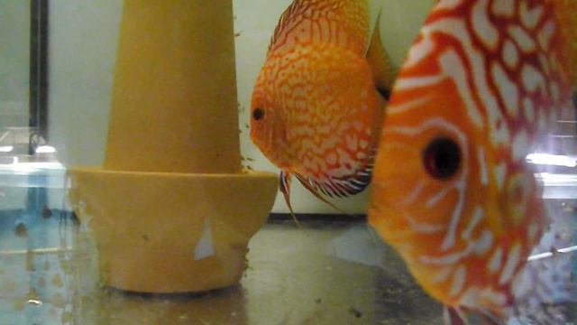 Оранжевый Пиджен и Красная карта. Сформировал новую пару смотреть онлайн