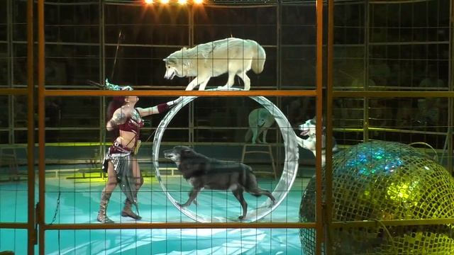 Видеорепортаж программы цирк Моретти смотреть онлайн