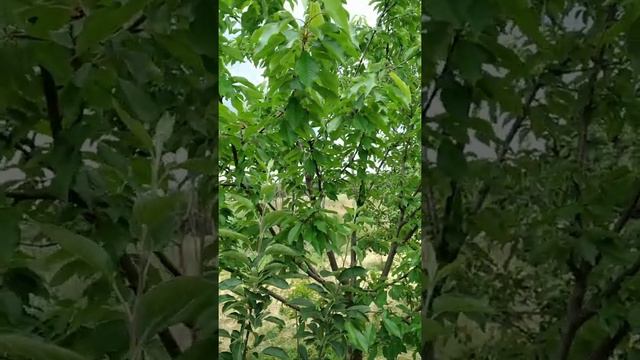 ранние черешни смотреть онлайн