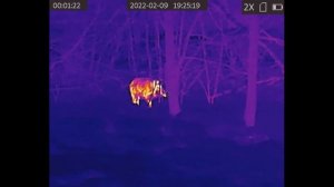 Охота на кабана с прицелом HIKMICRO PANTHER PQ50L