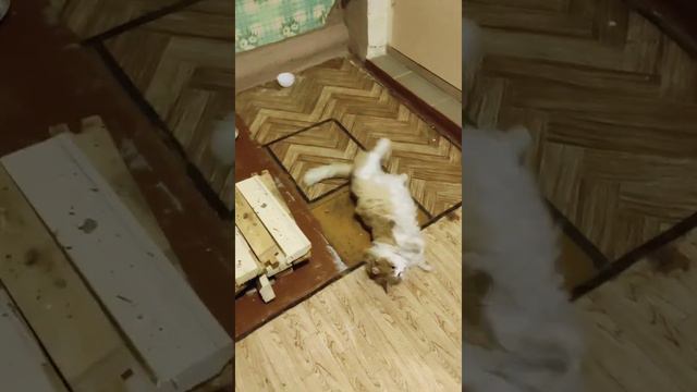 Кот после валерьянки смотреть онлайн